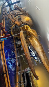 26m whale skeleton at Nha Trang ocean museum