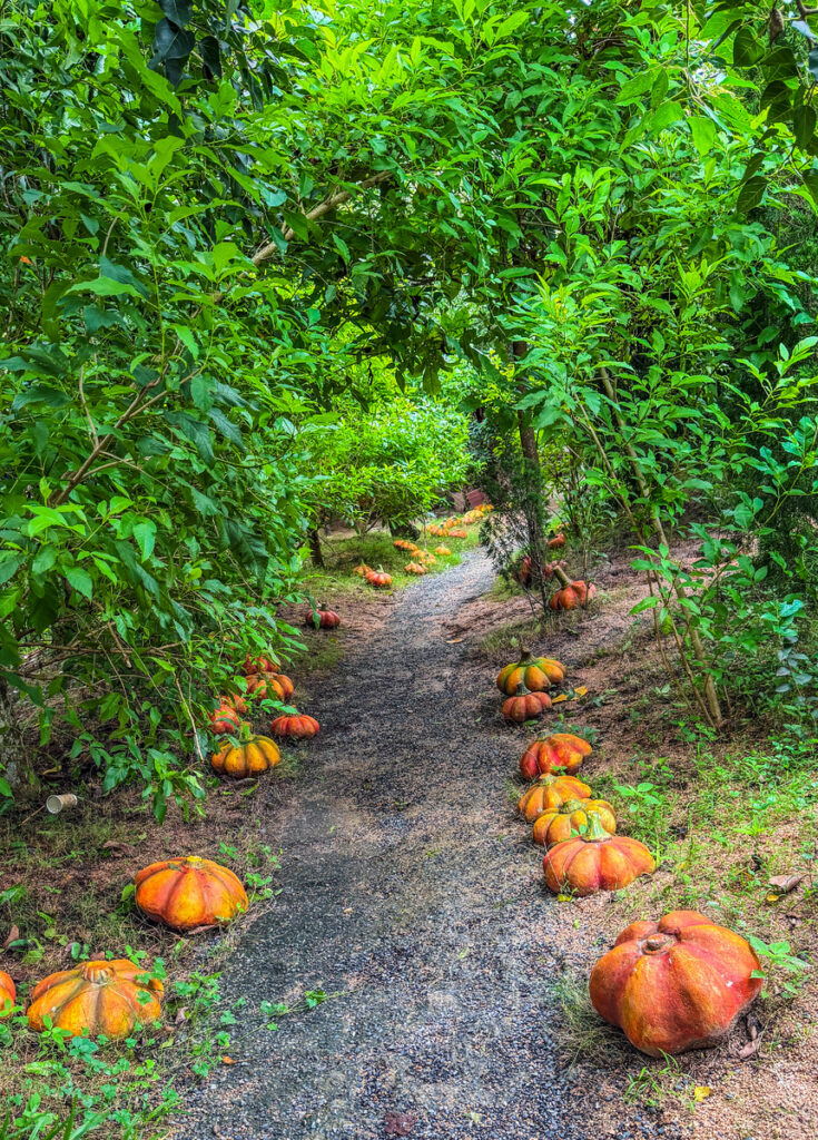 Enchanted forest Vietnam with misty pathways