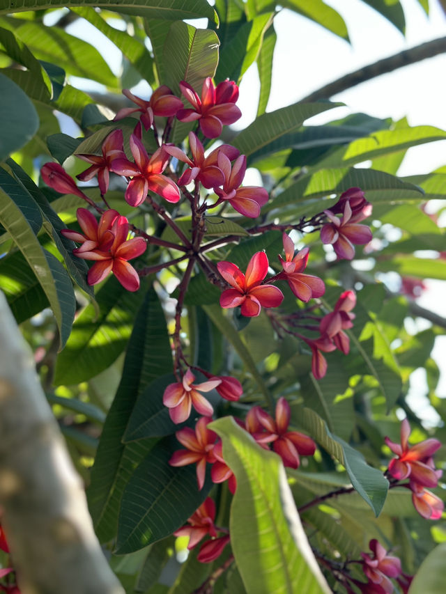 Colourful flowers blooming around the pool at private pool villa nha trang