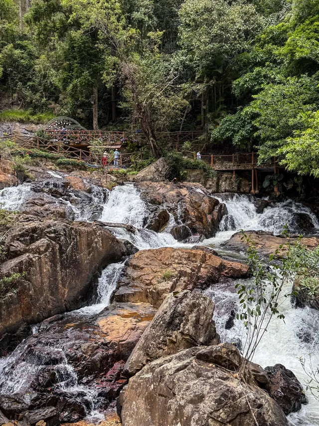 Misty pine forest path leading down to Datanla Waterfall Da Lat