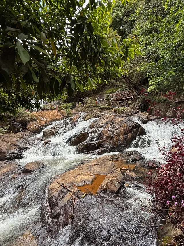 Butterflies and ferns near the water at Datanla Waterfall Da Lat