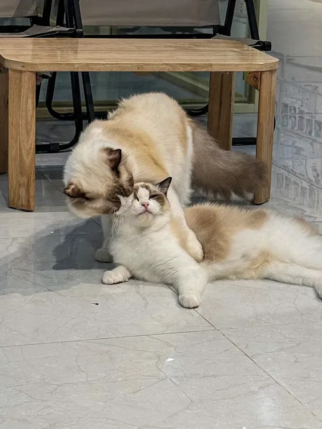Cat Coffee & More — The Purr‑fect Hideaway