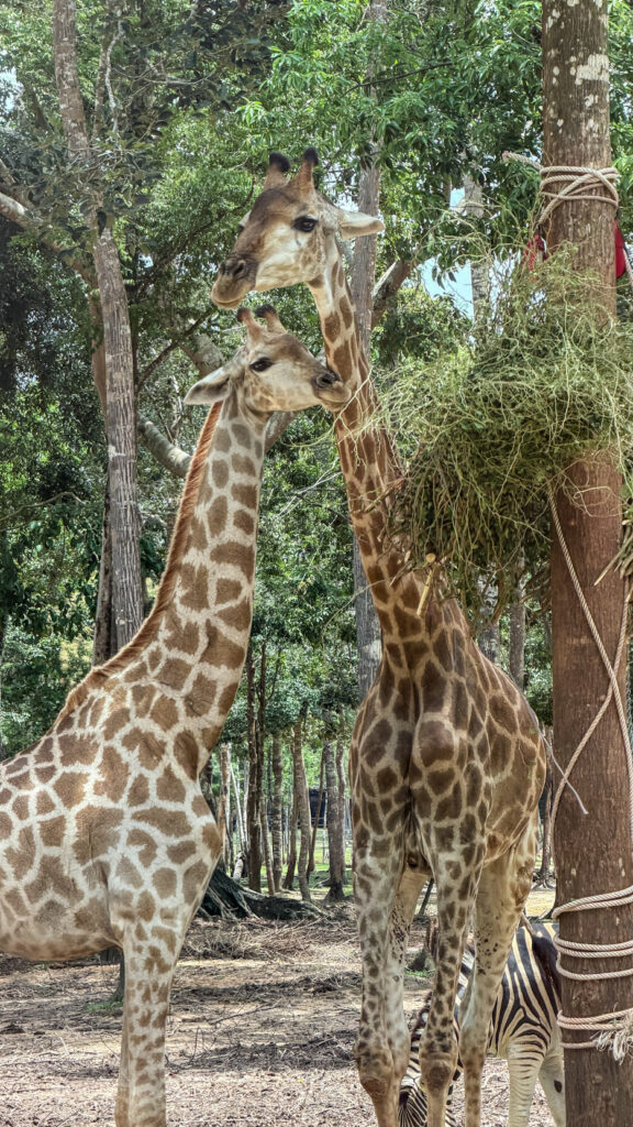 Vinpearl Safari Phu Quoc safari bus tour with lions and giraffes