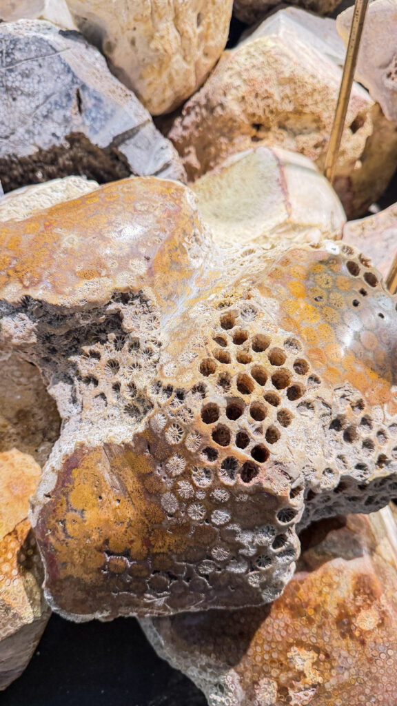 Ngoc Hien Pearl Farm Phu Quoc free pearl tour and museum entrance

