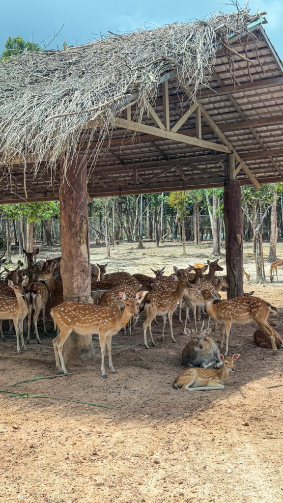 Vinpearl Safari Phu Quoc safari bus tour with lions and giraffes