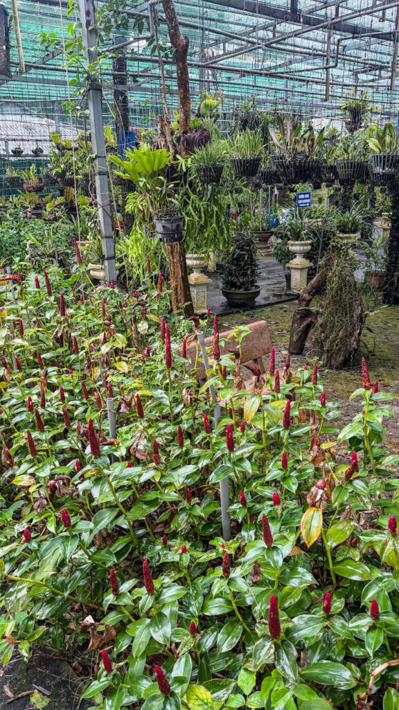 Sim Sơn Winery Phu Quoc sim wine tasting room and purple berry bottles


