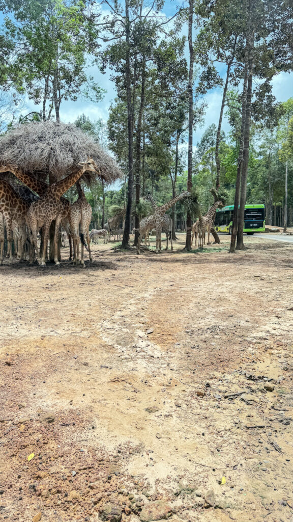 Vinpearl Safari Phu Quoc safari bus tour with lions and giraffes