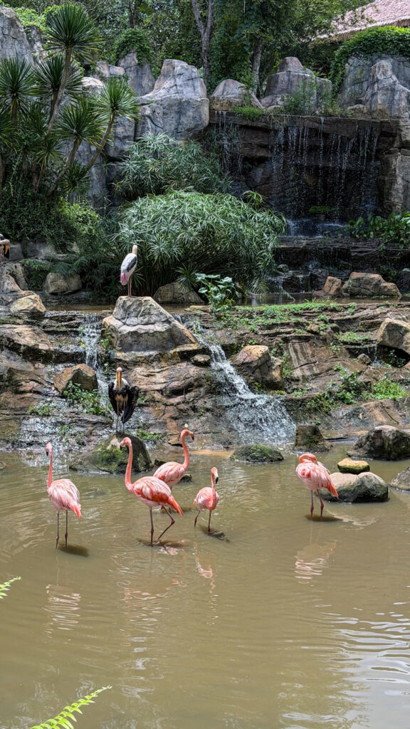 Vinpearl Safari Phu Quoc safari bus tour with lions and giraffes