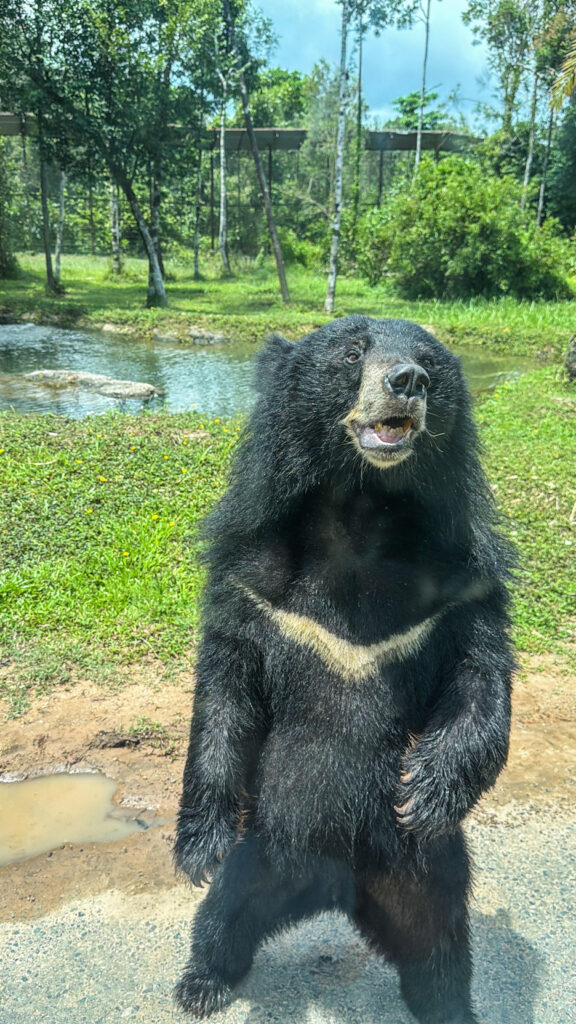 Vinpearl Safari Phu Quoc safari bus tour with lions and giraffes