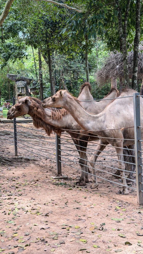 Vinpearl Safari Phu Quoc safari bus tour with lions and giraffes
