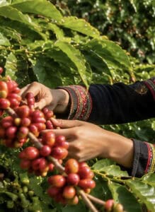 Da Lat Coffee Culture & Coffee Farms