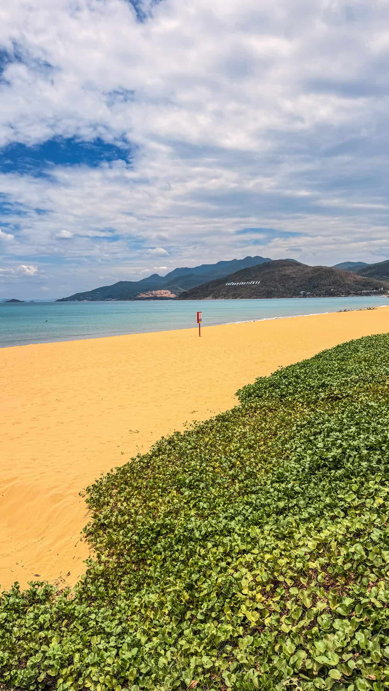 Beach morning glory vines on the sand at Quy Nhon's promenade beach