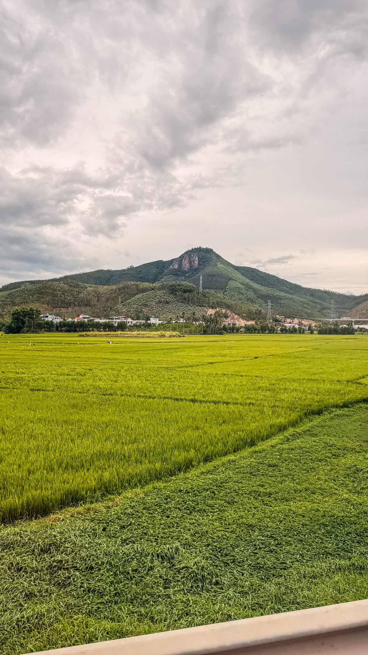 Rice fields on the road to Tuy Hoa