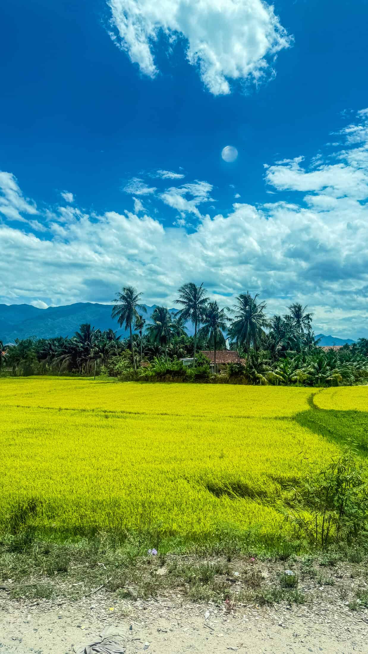Rice fields on the road to Tuy Hoa