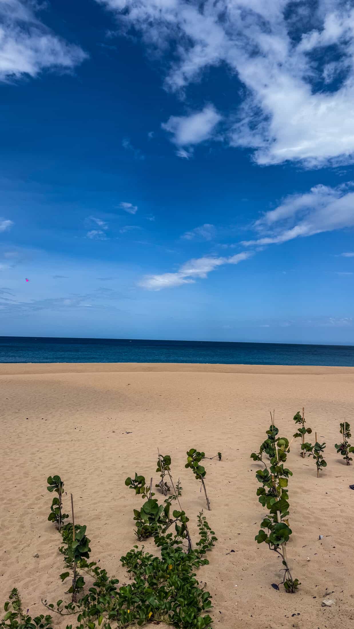 Young dune plants freshly staked into the sand as part of Tuy Hoa's beach landscaping