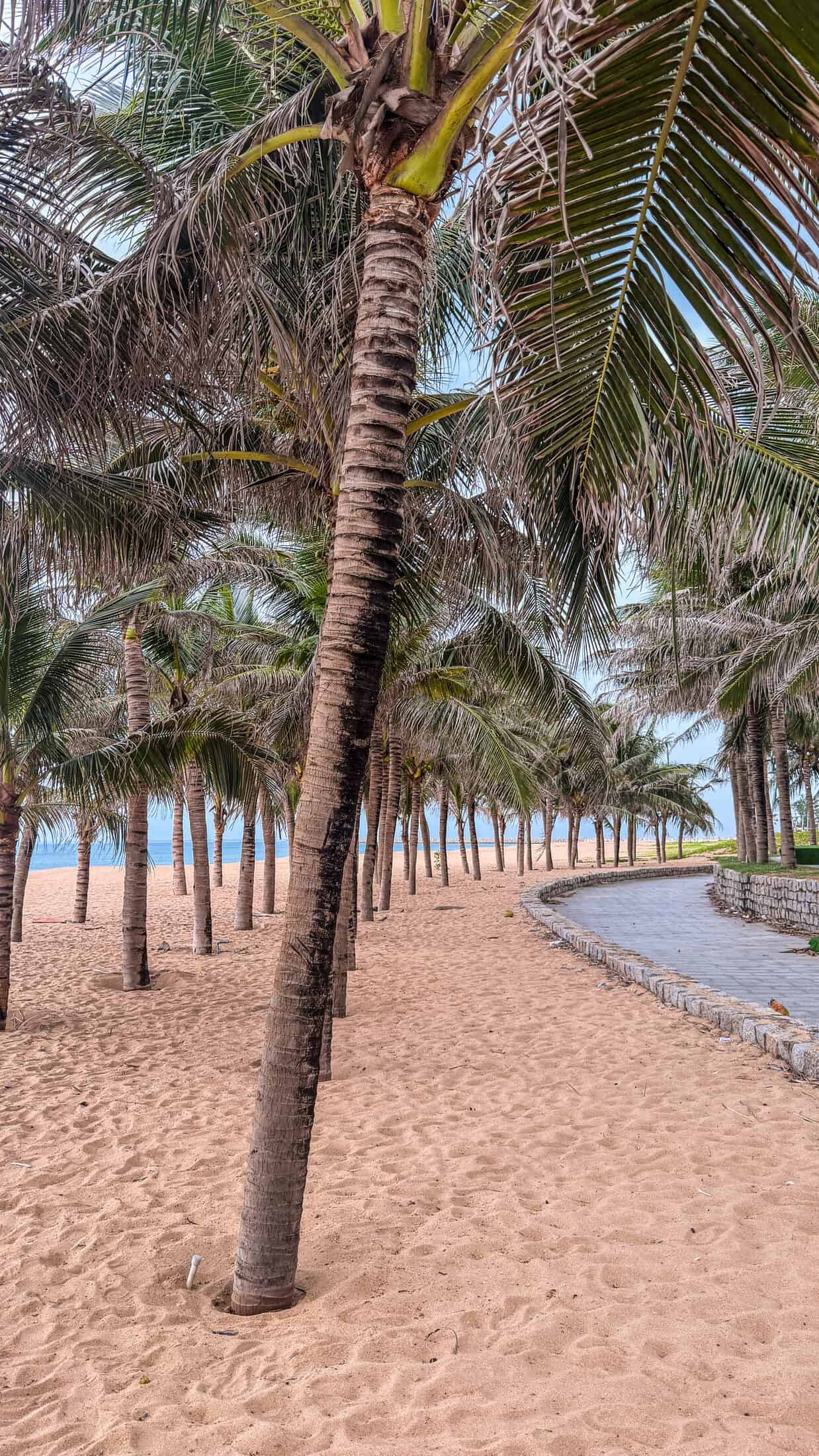 Stone-paved path curving through a palm grove along Tuy Hoa beach